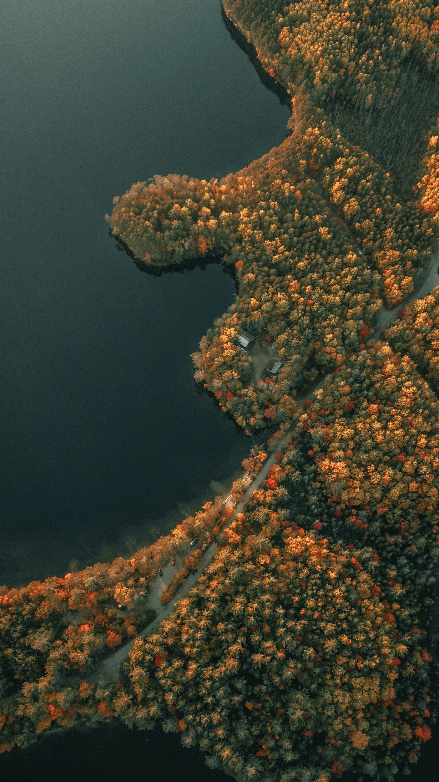 Aerial view of forest and lake